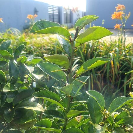 גרסקופ Mosswood Bed & Breakfast מראה חיצוני תמונה