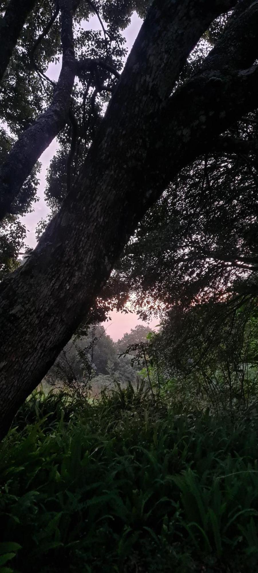 גרסקופ Mosswood Bed & Breakfast מראה חיצוני תמונה